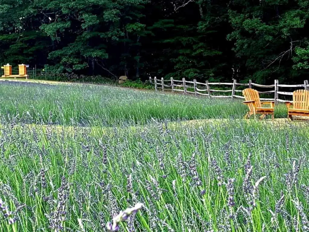 Lavender Fields Warner NH