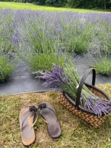 How One of NH’s Only “U-Pick” Lavender Farms Came to Life – and Why You’ve Got To Go Check It Out