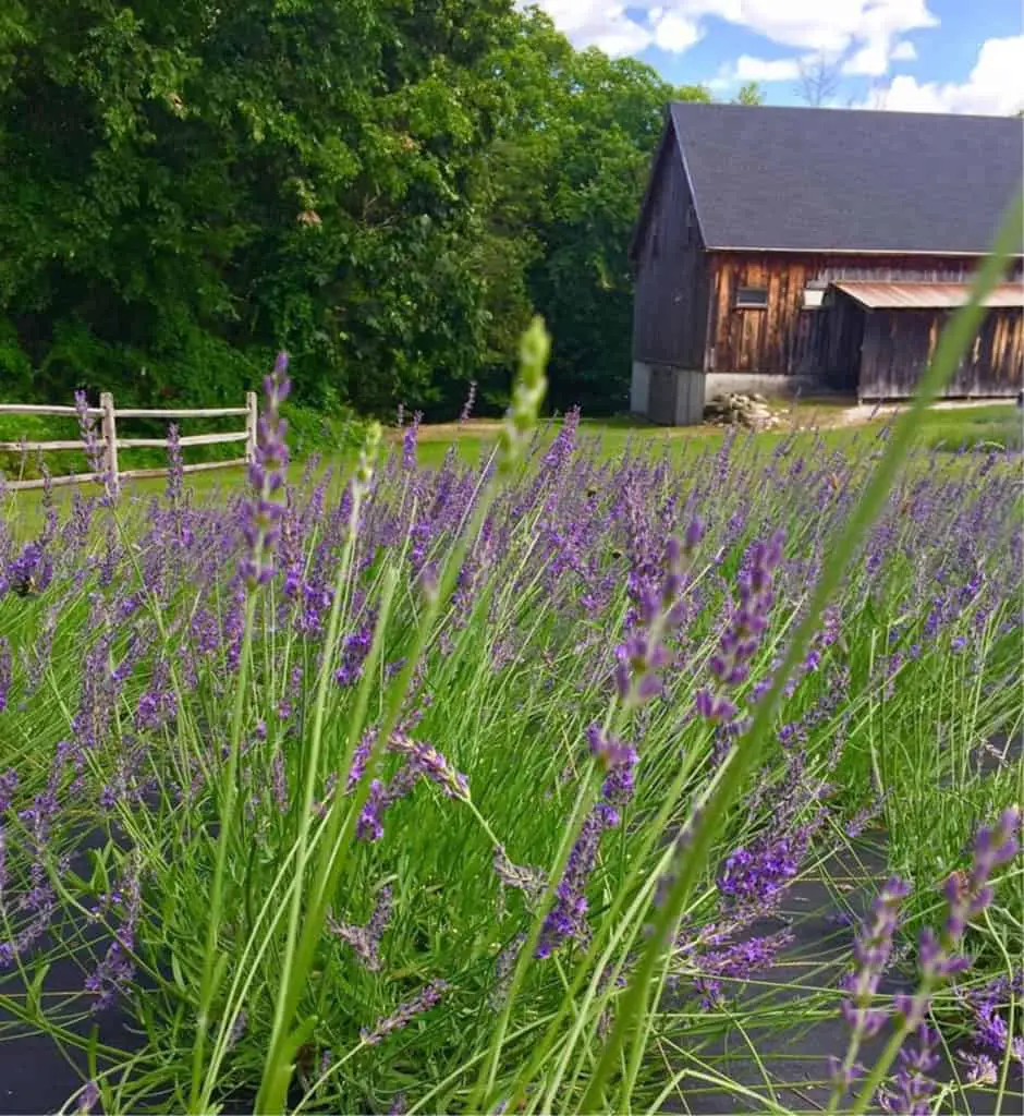 How One of NH’s Only “UPick” Lavender Farms Came to Life and Why You