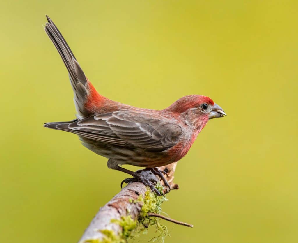 New Hampshire State Bird - The Purple Finch