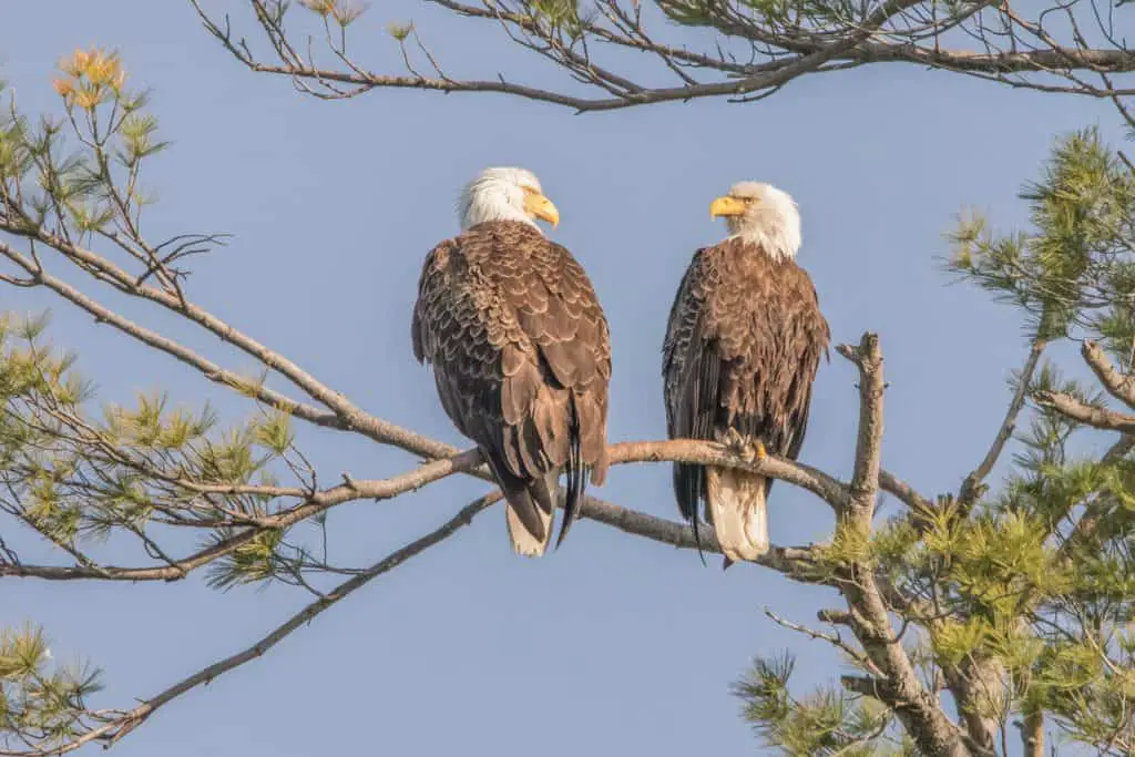 NH Bald Eagles on Lake Winnipesaukee