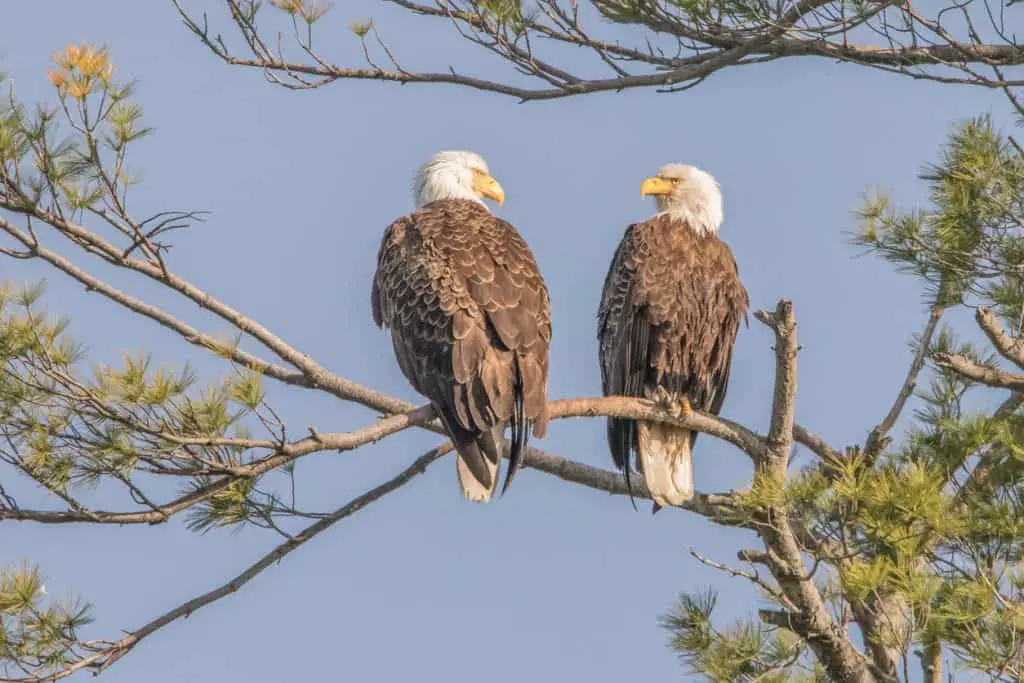 NH Bald Eagles