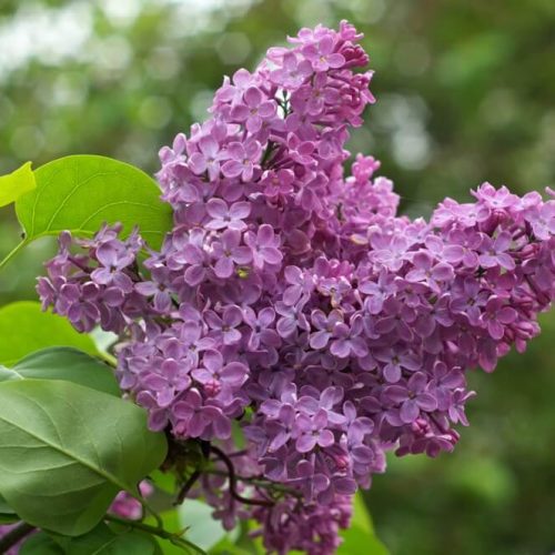 What Is The NH State Flower?
