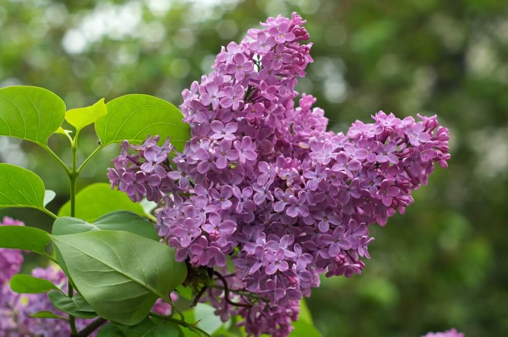 Purple Lilac - NH State Flower