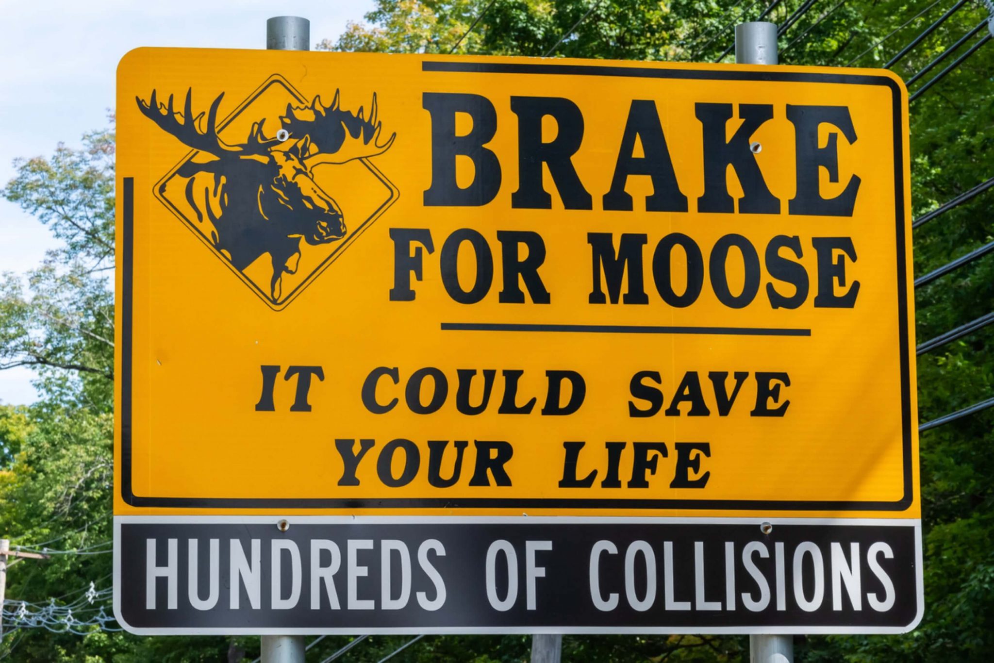 Moose Alley NH The Best Place To See a Moose In New Hampshire Here