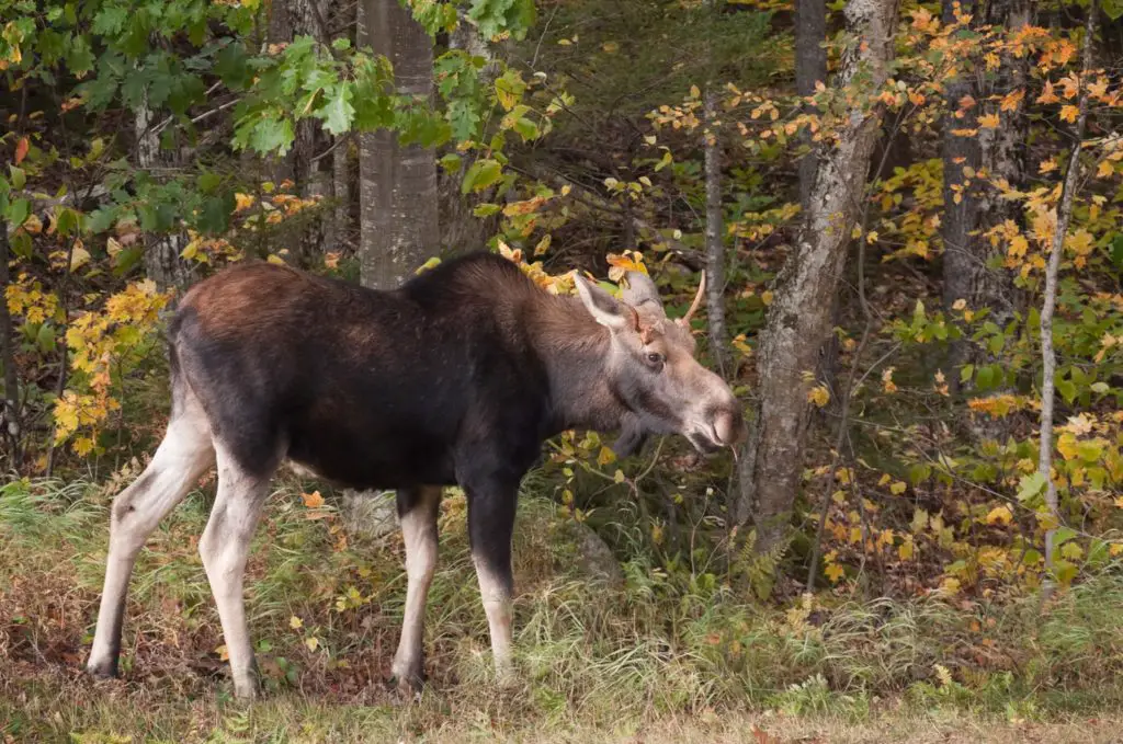 Moose in the White Mountains of NH