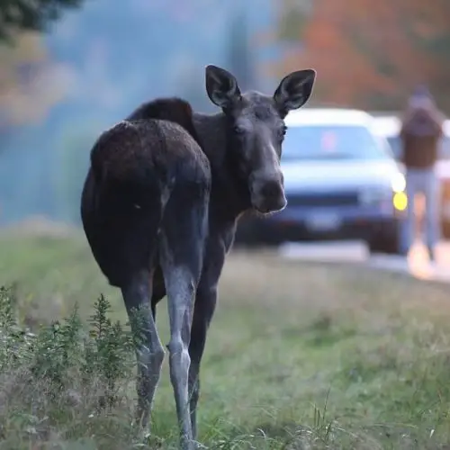 Moose Alley NH – The Best Place To See a Moose In New Hampshire