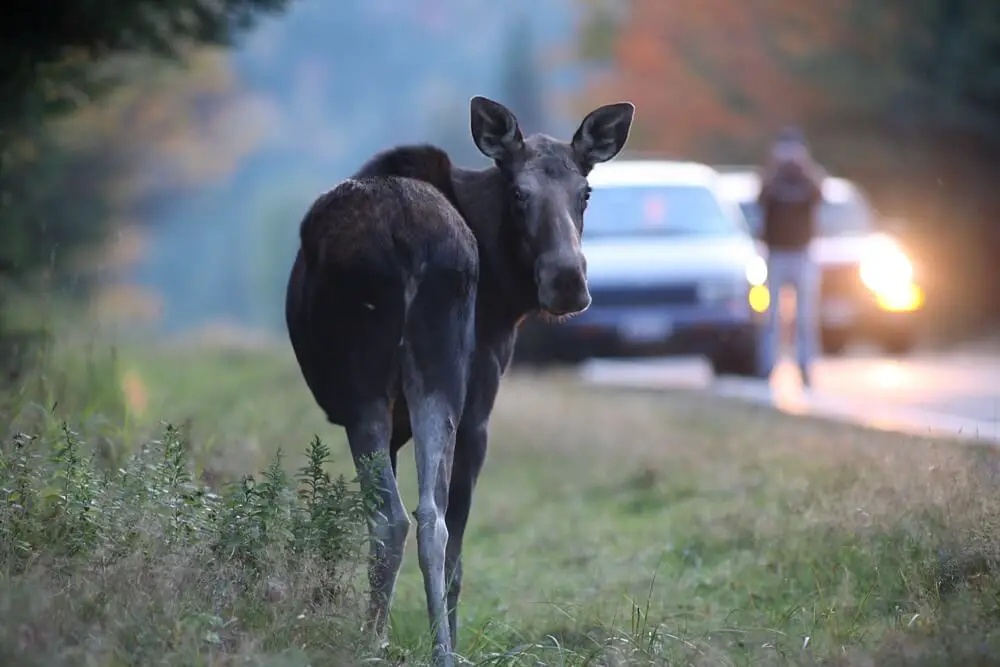 Moose Sighting in Pittsburg NH