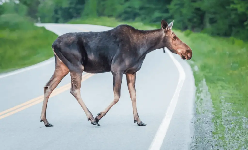 Moose Sighting In New Hampshire