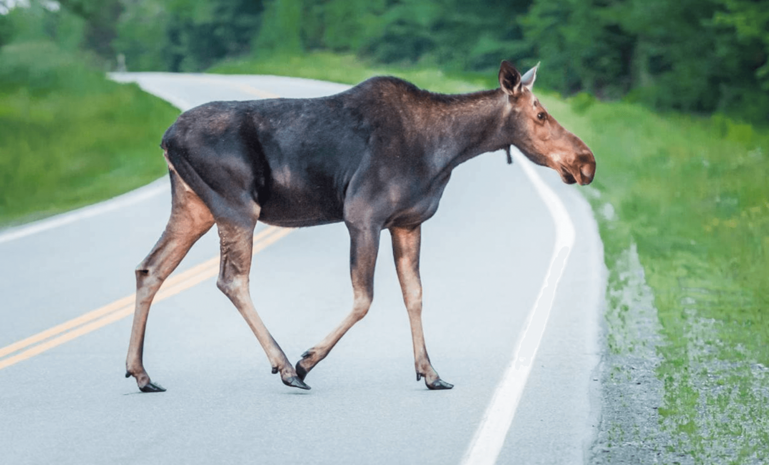 best places to see moose in new hampshire