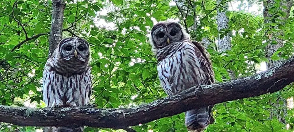 Barred Owls on a branch in New Hampshire