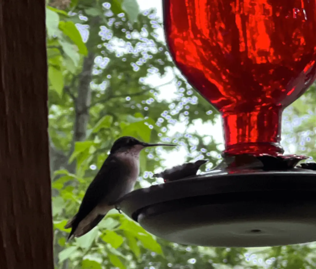 New Hampshire Hummngbird at a Feeder