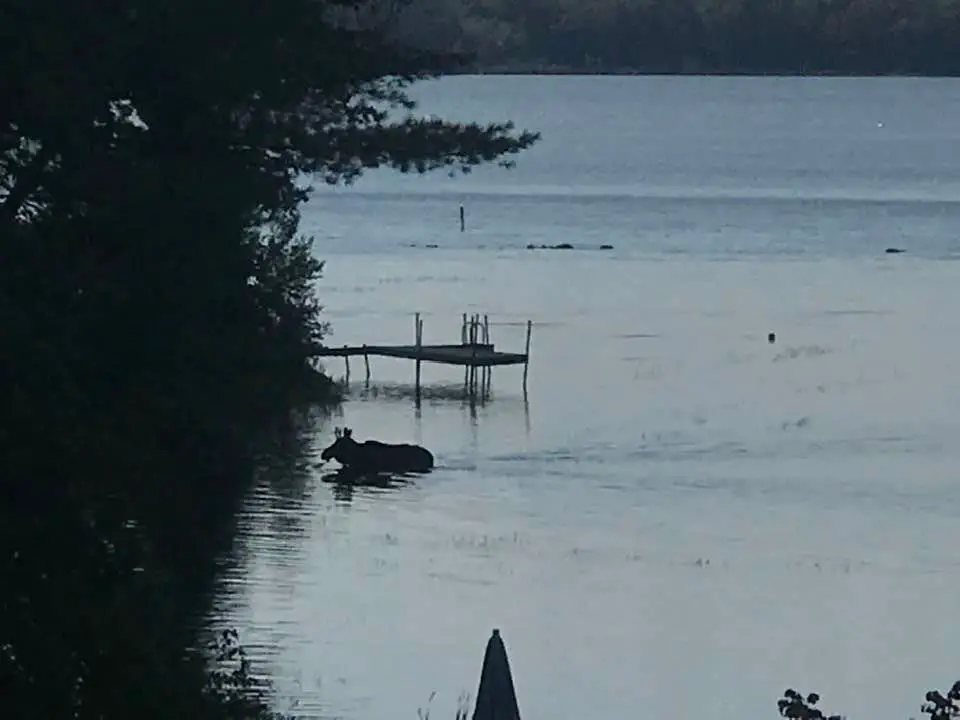 Moose swimming across NH lake