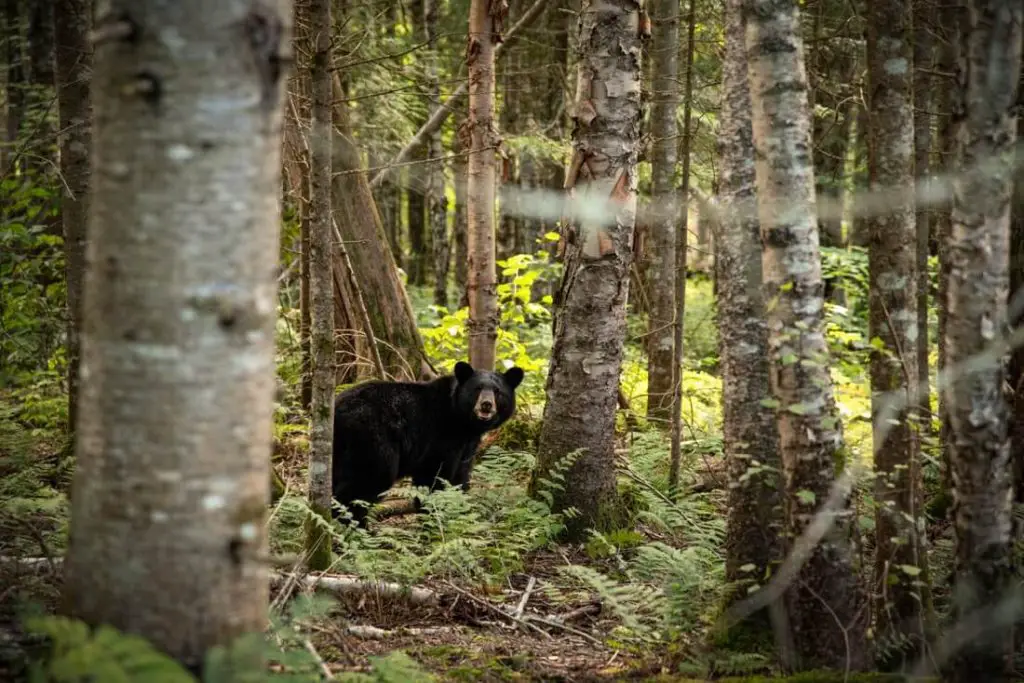 New Hampshire Black Bear