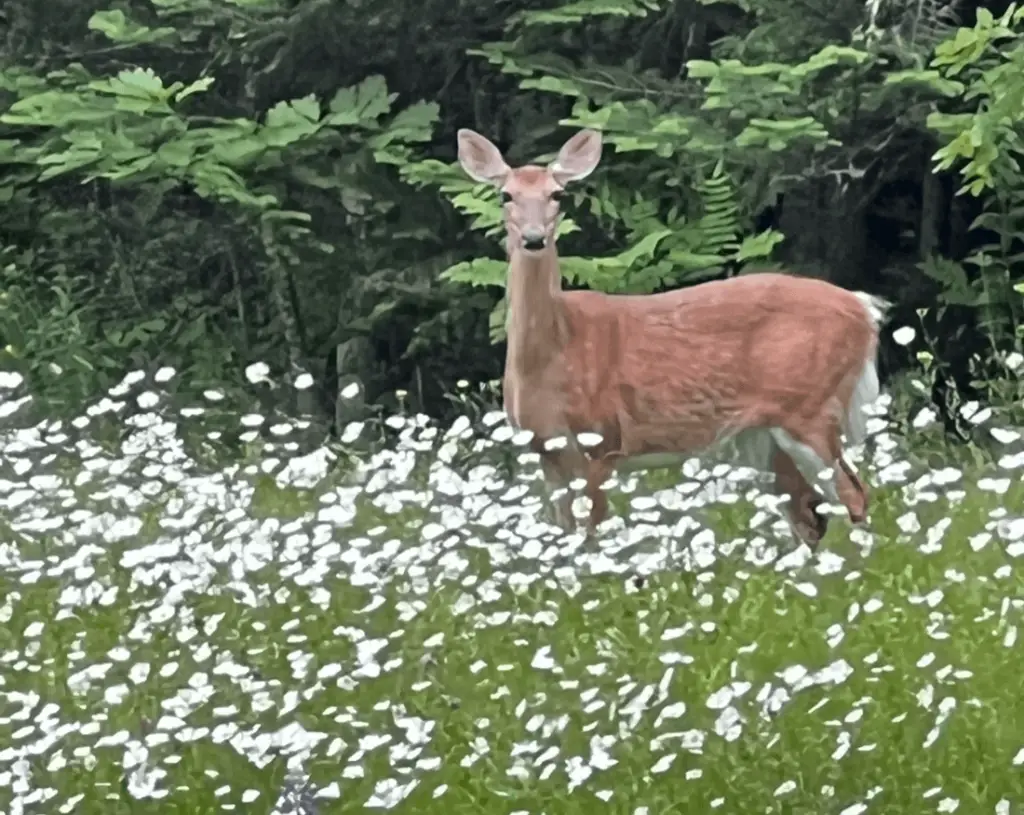 White tail deer in Enfield NH