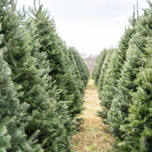 The 4 Best Christmas Tree Farms In New Hampshire
