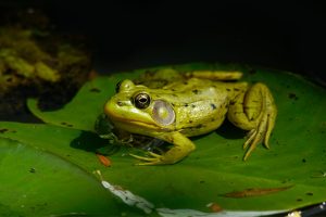 10 Species Of Frog To Find In New Hampshire