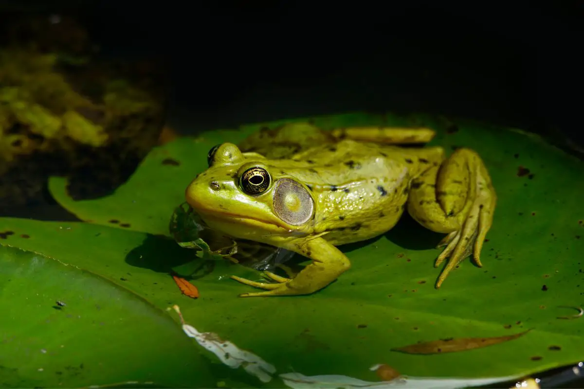 10 Species Of Frog To Find In New Hampshire Here In New Hampshire