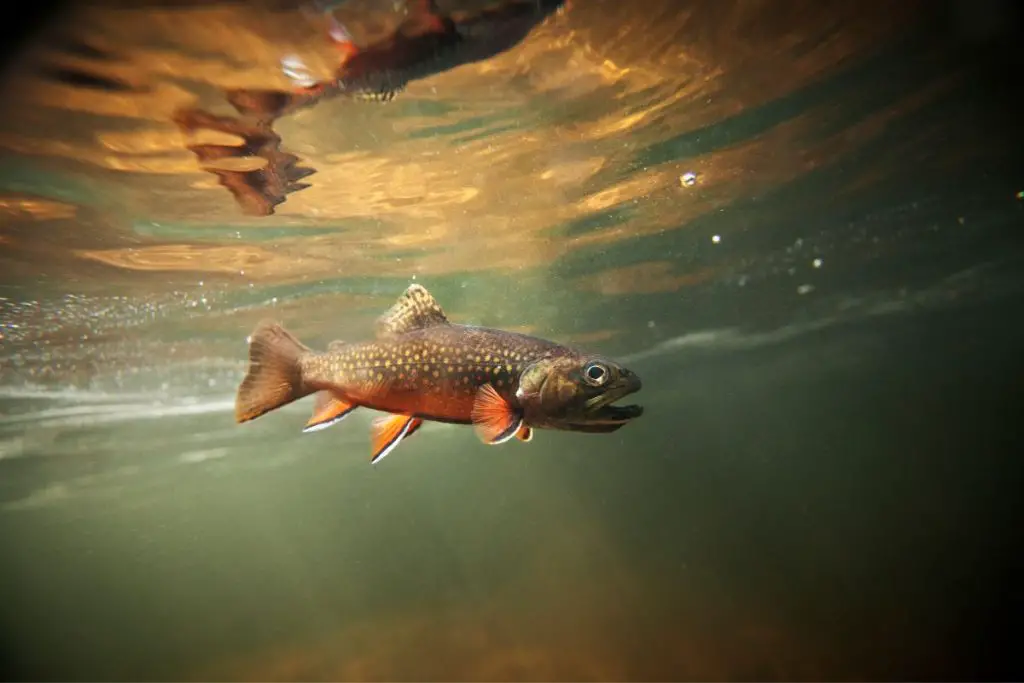 All About The Brook Trout New Hampshire’s State Fish Here In New