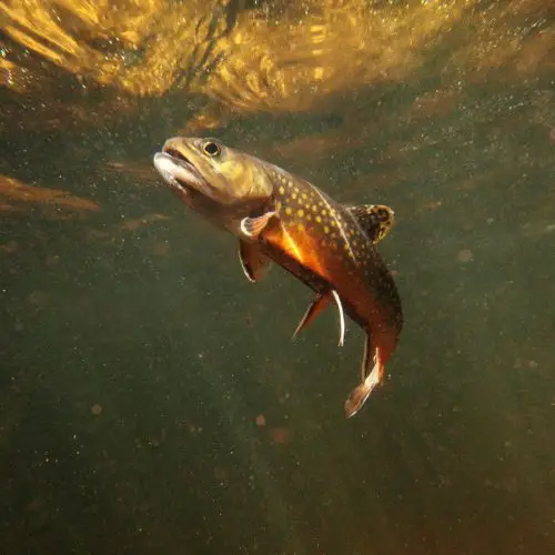 All About The Brook Trout: New Hampshire’s State Fish
