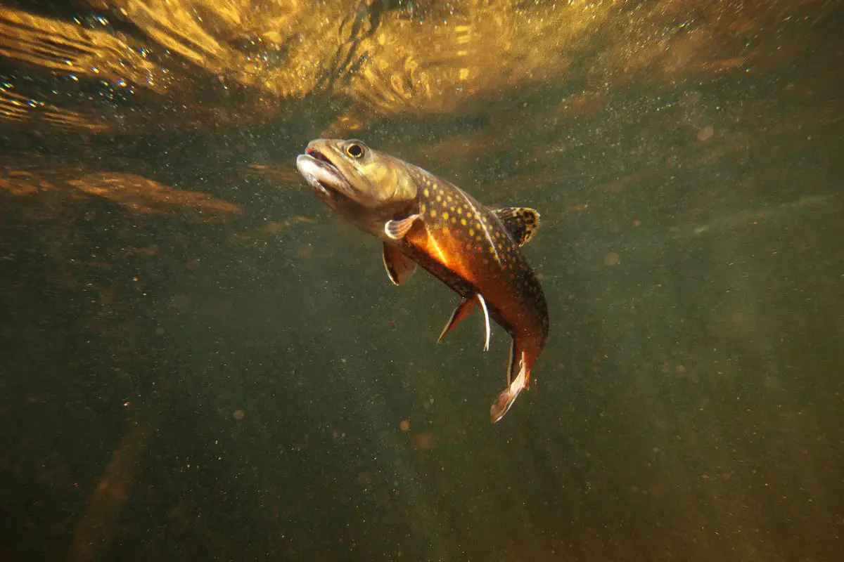 All About The Brook Trout: New Hampshire’s State Fish - Here In New ...