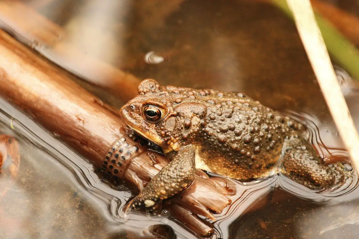 American Toad - Anaxyrus Americana