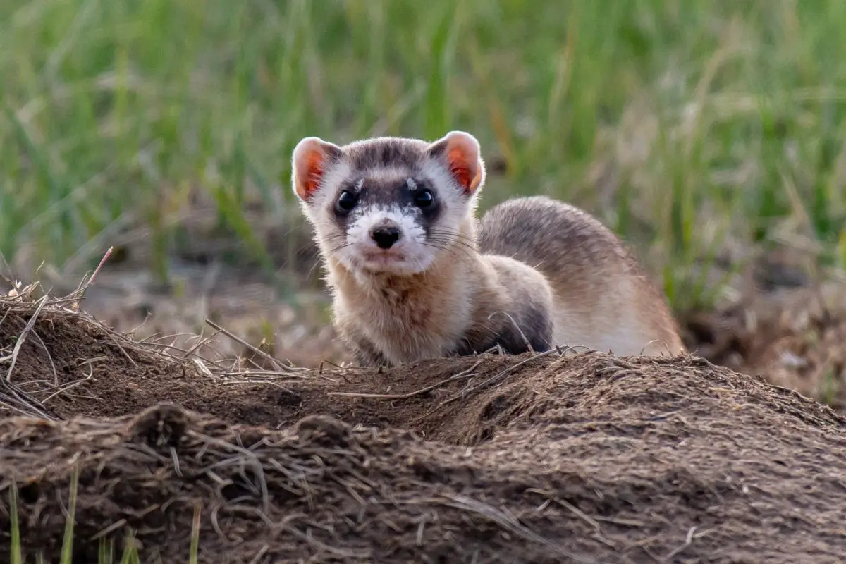 Are There Wild Ferrets In New Hampshire