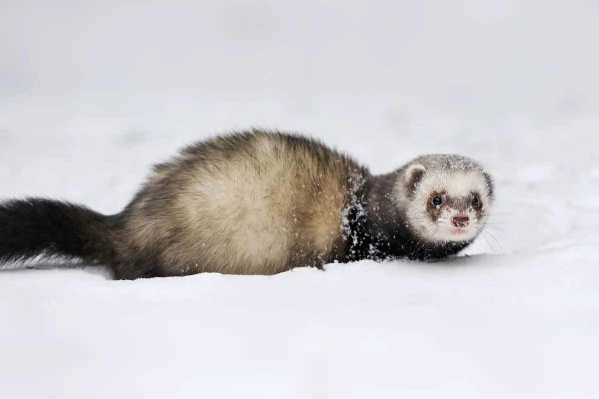 Are There Wild Ferrets In New Hampshire? Wild Vs Domesticated - Here In ...