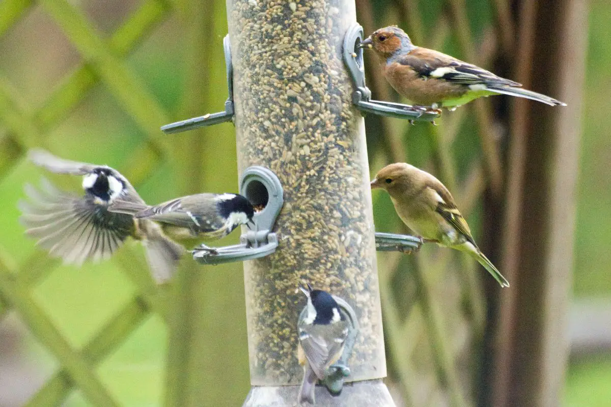 Bird Feeding Tips For New Hampshire Bird Species Here In New Hampshire