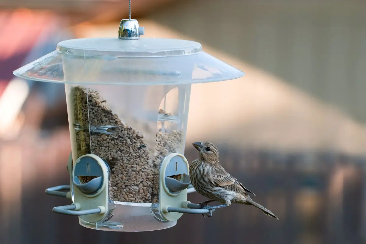Bird Feeding Tips For New Hampshire BirdSpecies