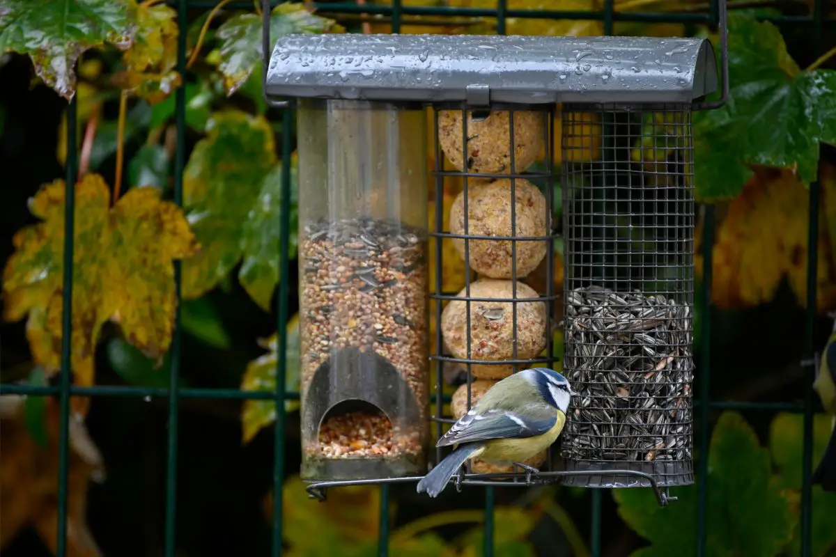 BirdFeeding Tips For NewHampshire BirdSpecies