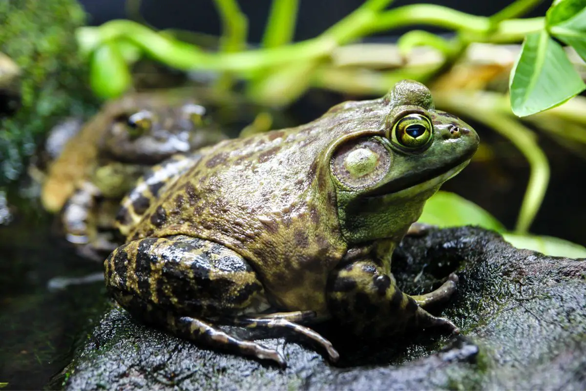Bullfrog - Lithobates Catesbeiana