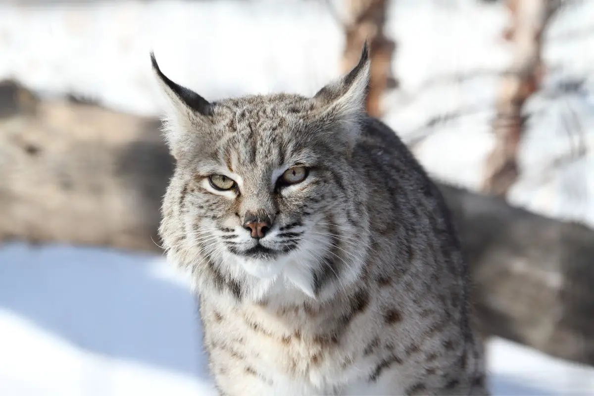 Can You Find Lynx In New Hampshire