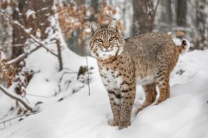 Can You Find Lynx In New Hampshire?
