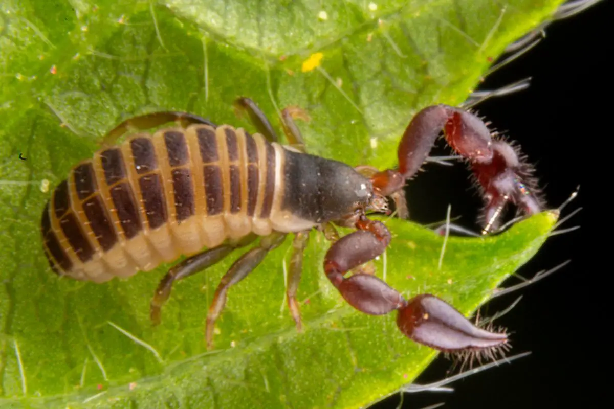 Can You Find Scorpions In New Hampshire