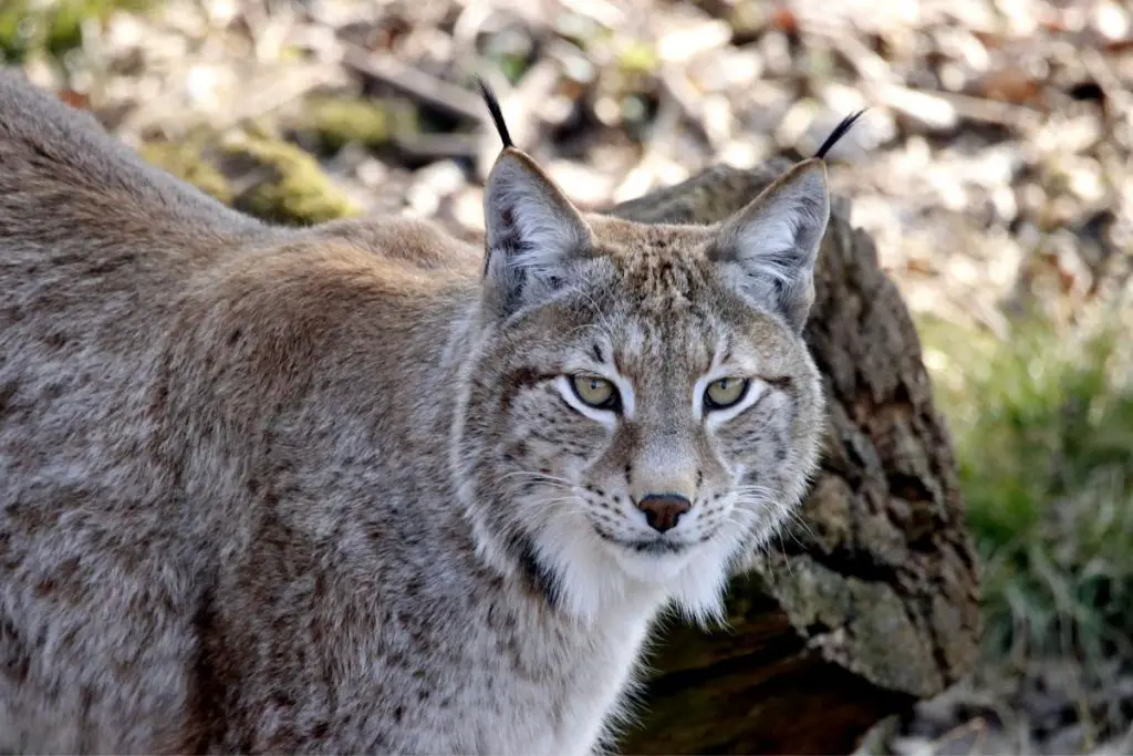 Can You Find Lynx In New Hampshire? - Here In New Hampshire