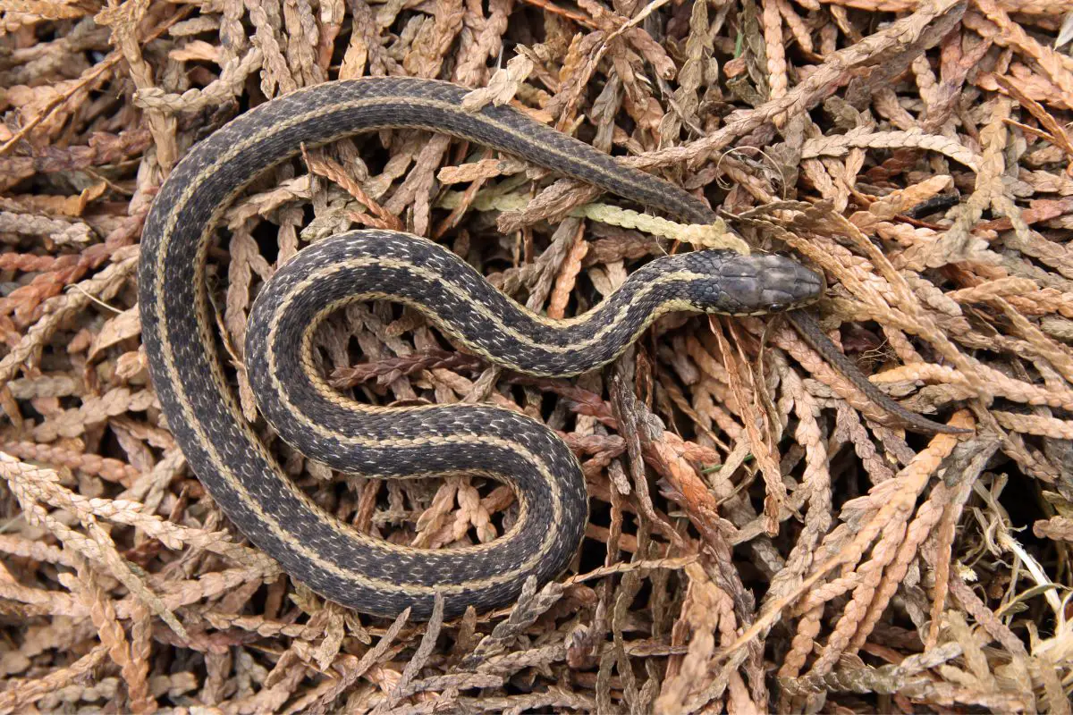 Common Garter Snake