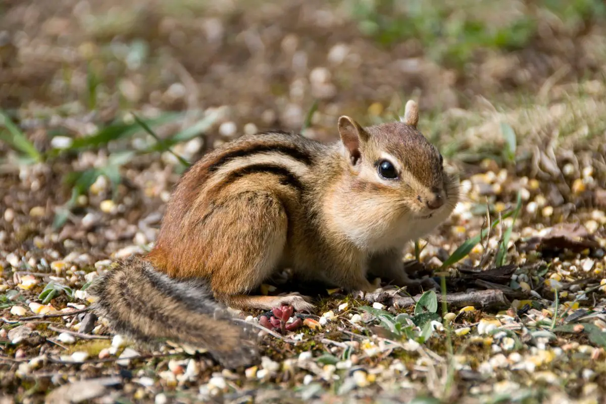 Common Hibernators - Chipmunks