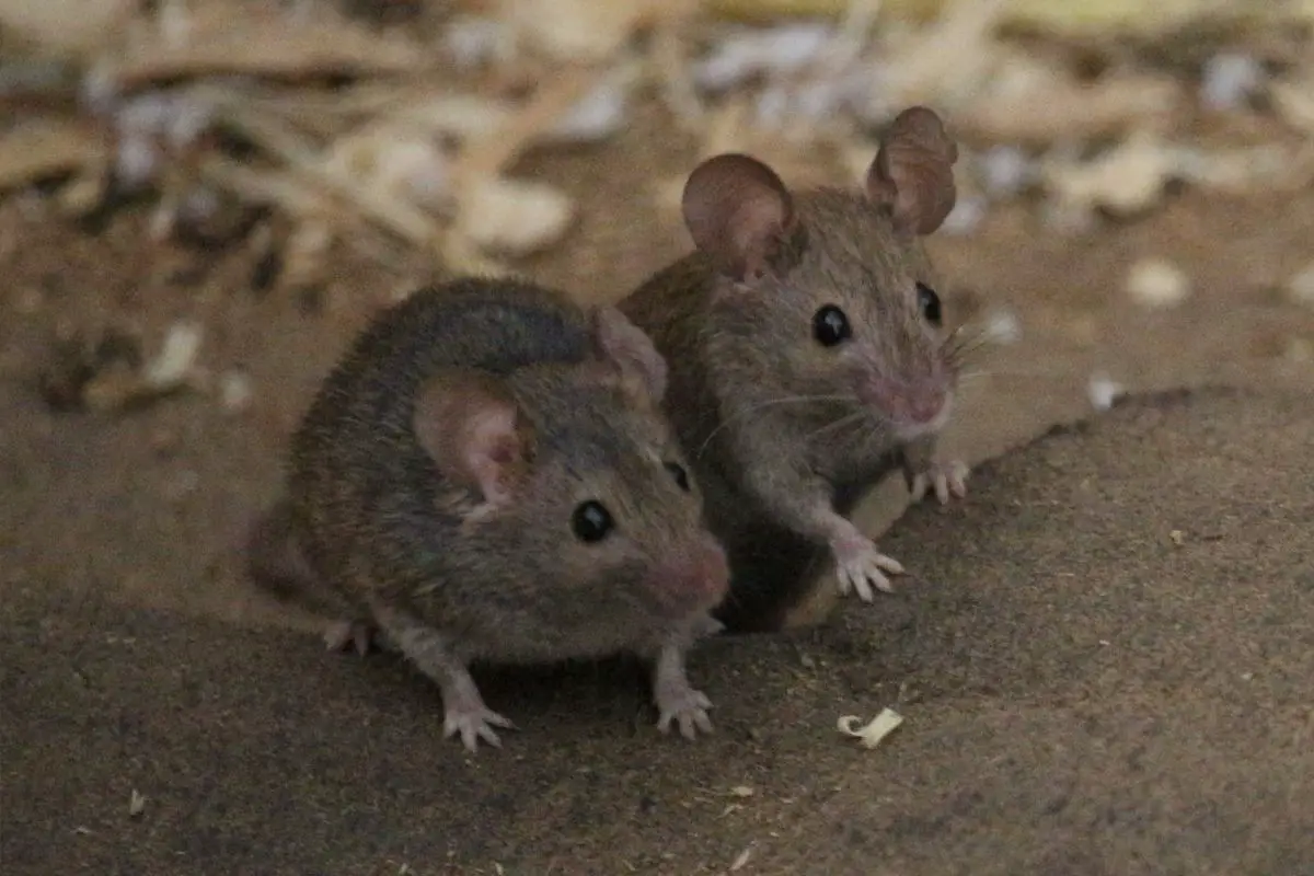 Common Hibernators - Jumping Mice