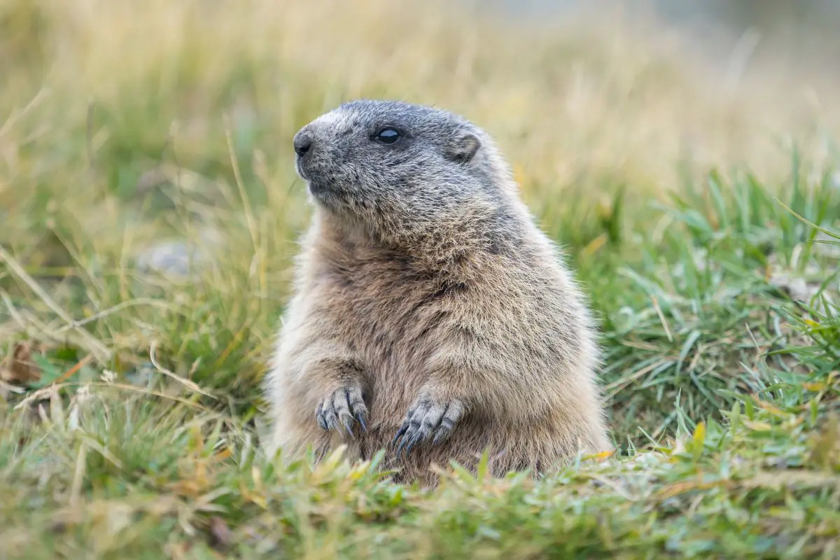 Common Hibernators - Woodchucks