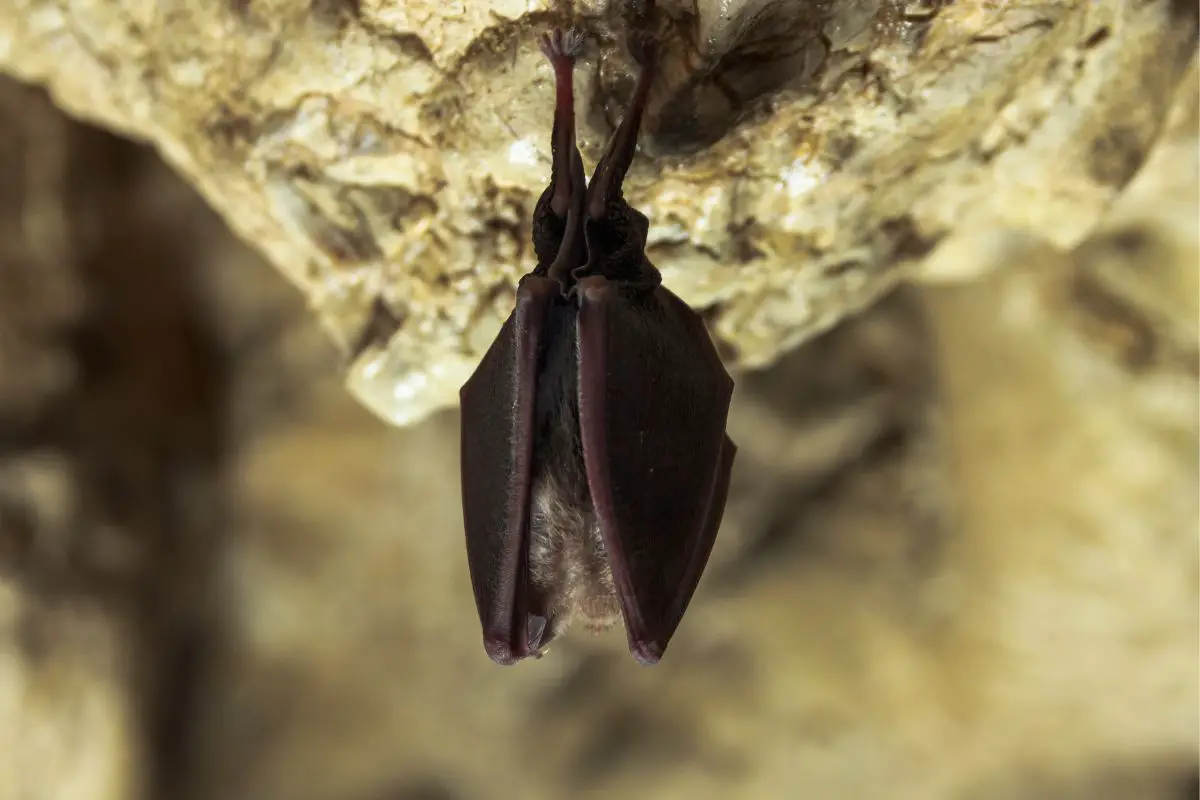 Common Hibernators - bat