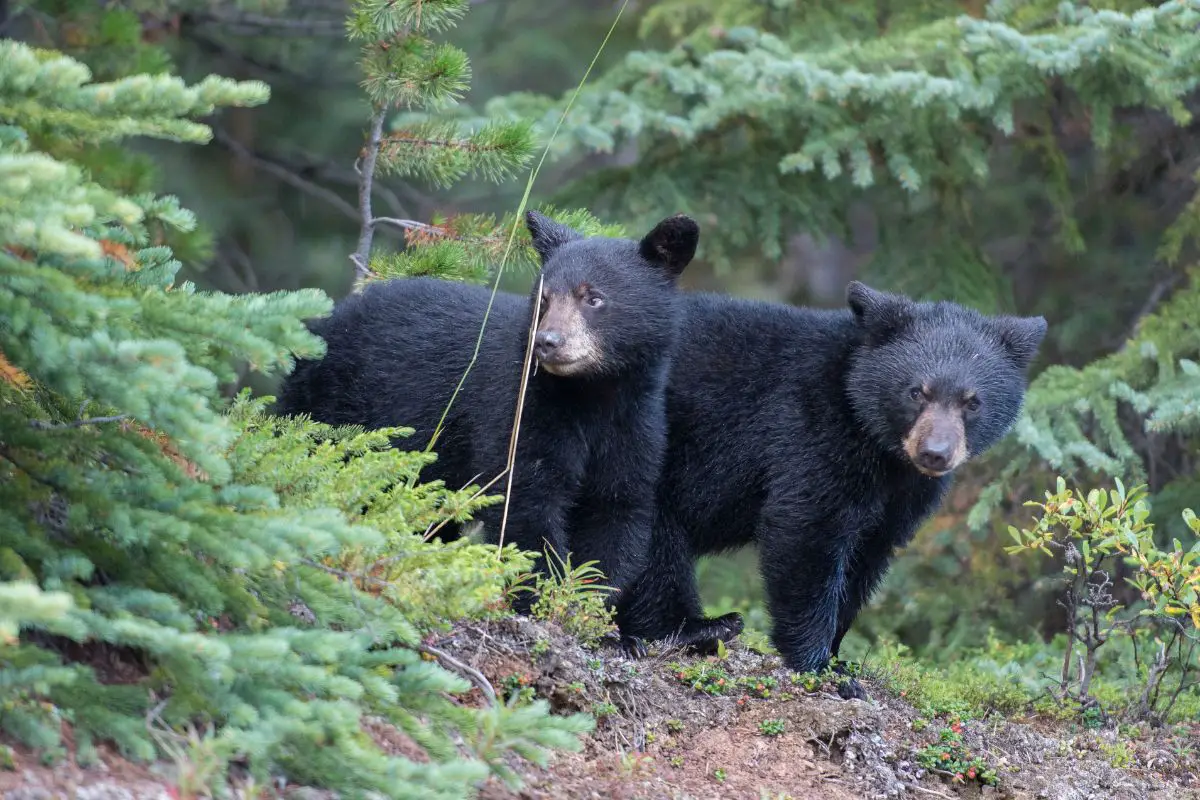 Common Hibernators - black bear