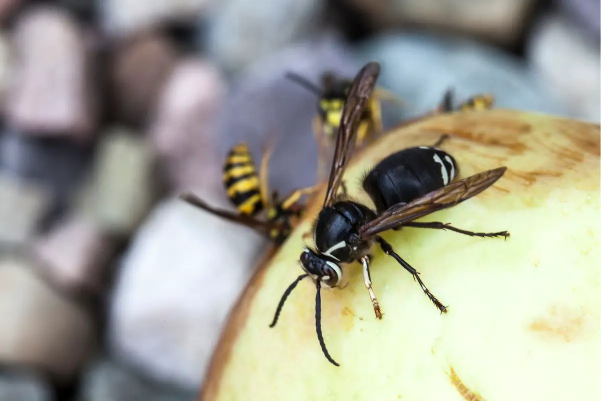 Dangerous Bugs In New Hampshire - Bald-Faced Hornet