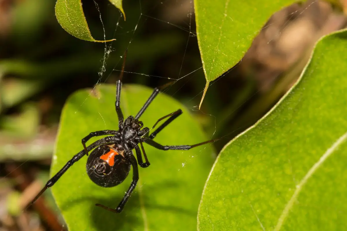 Dangerous Bugs In New Hampshire - Black Widow