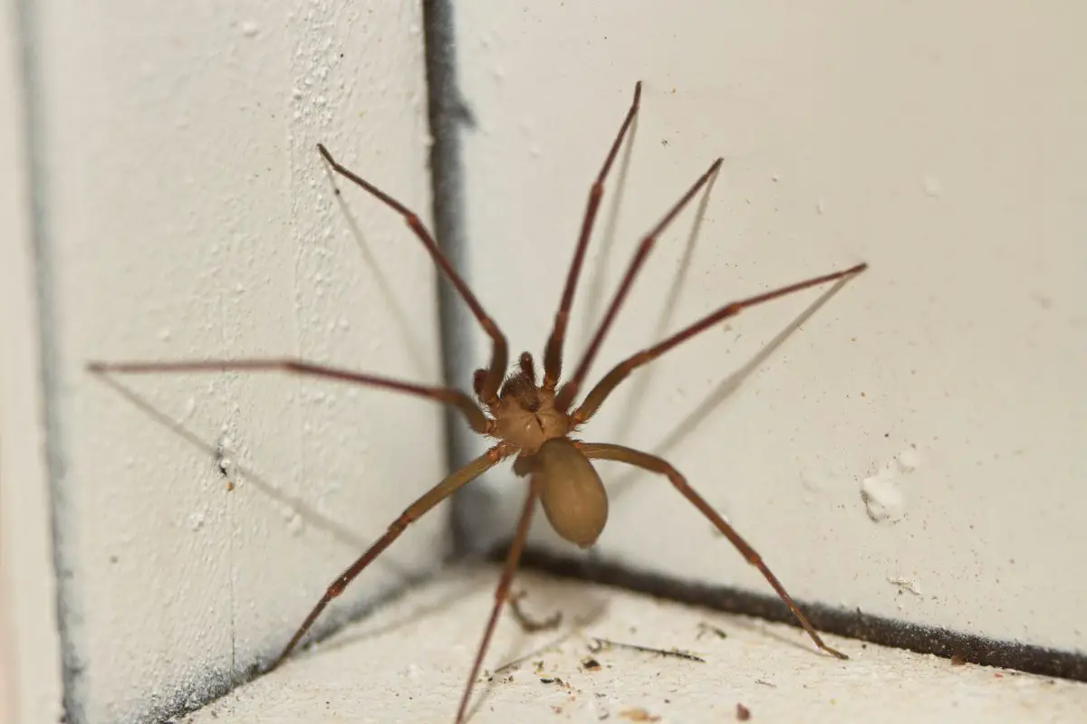 Dangerous Bugs In New Hampshire - Brown Recluse Spider