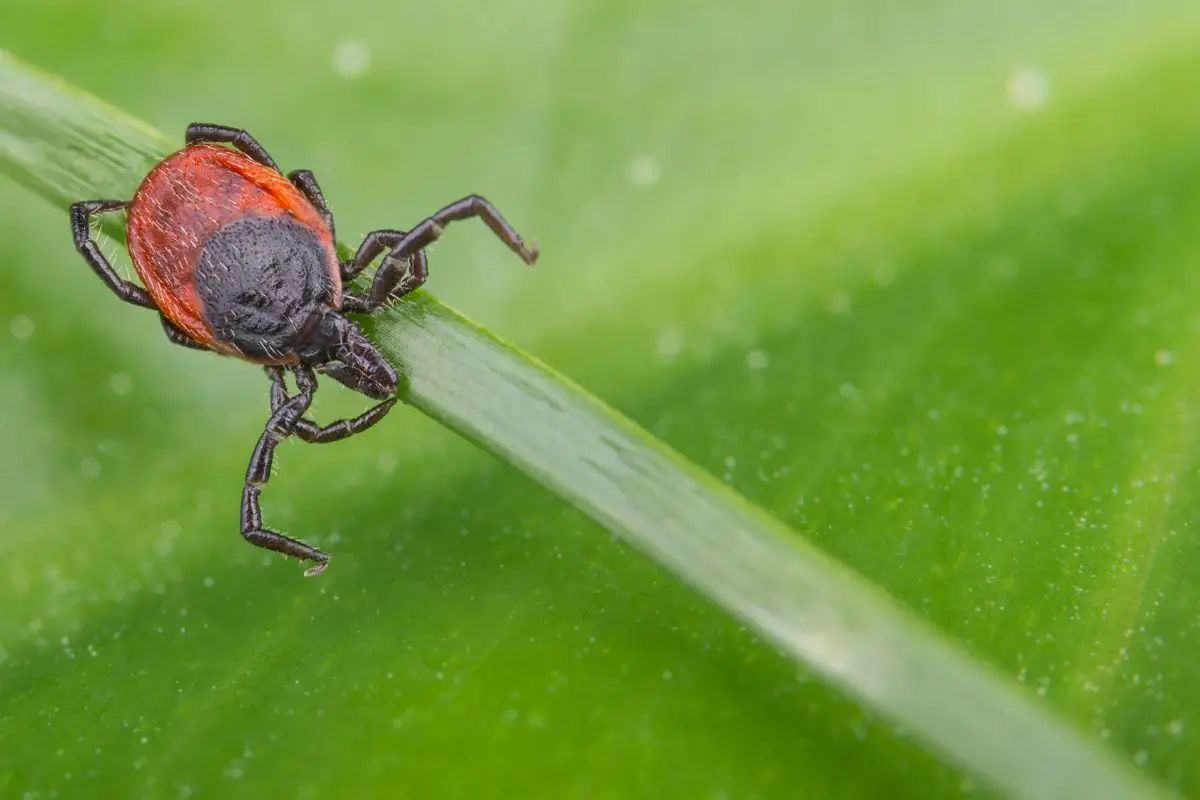 Dangerous Bugs In New Hampshire - The Deer Tick