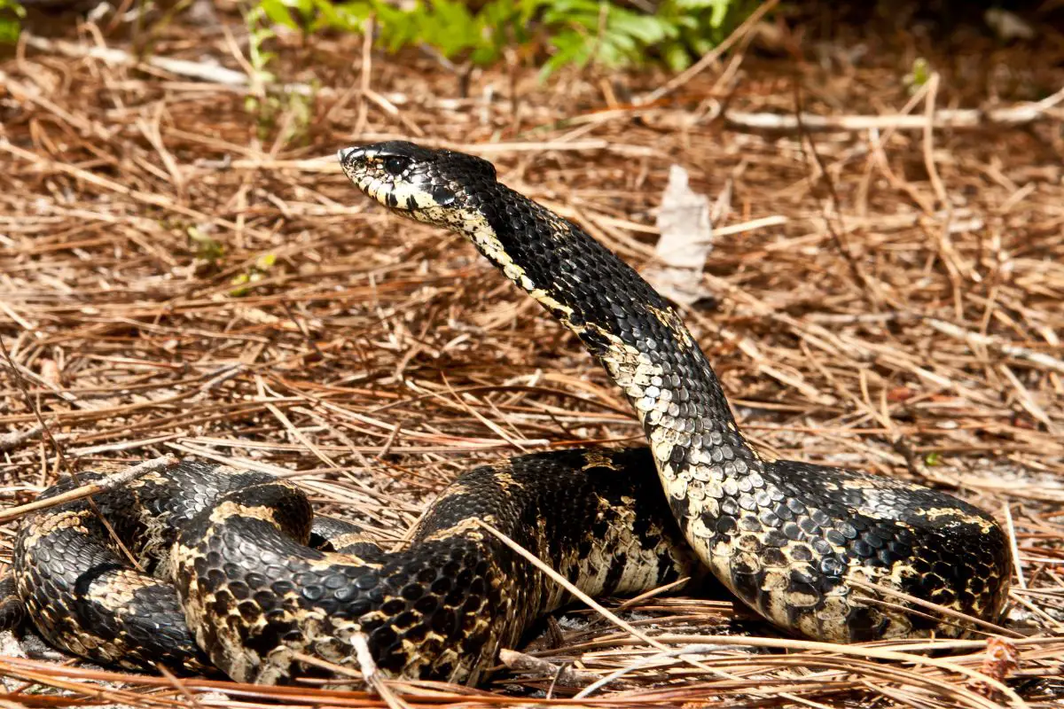 Eastern Hognose Snake