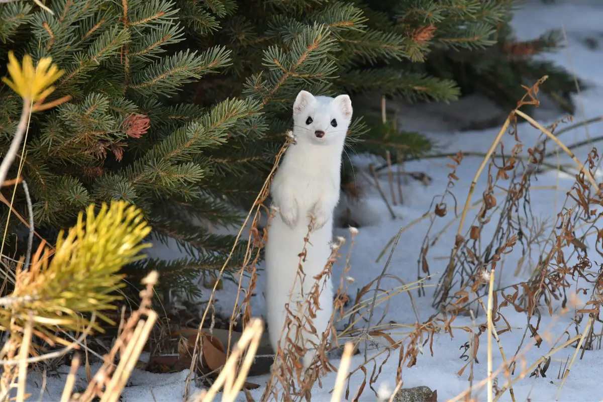 Ermine