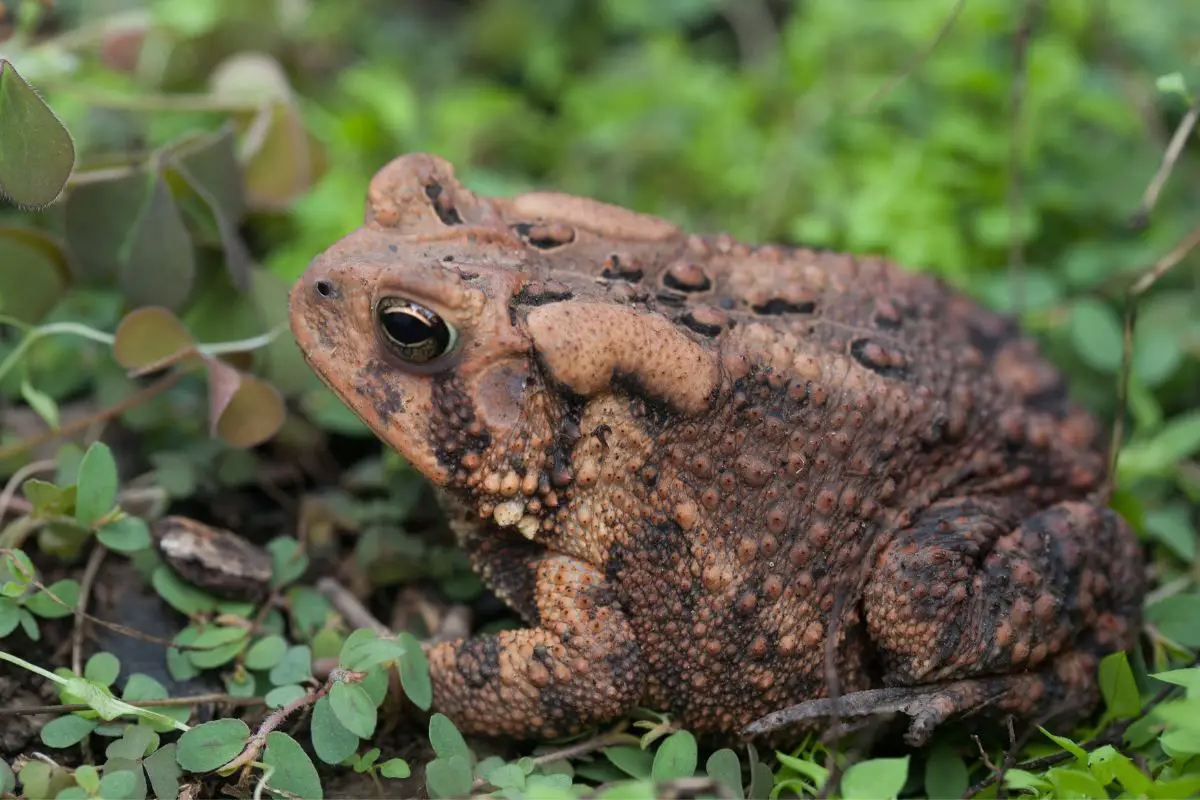 Fowler’s Toad - Anaxyrus Fowleri