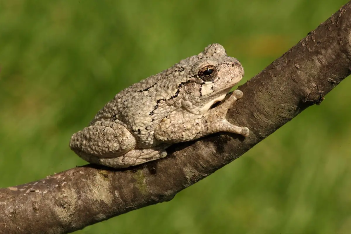 Gray Tree Frog - Hyla Versicolor